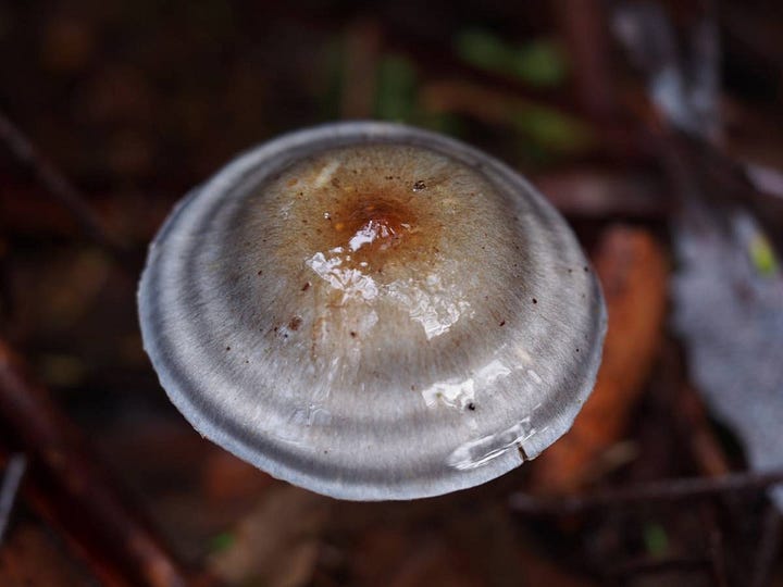 Cortinarius rotundisporus
