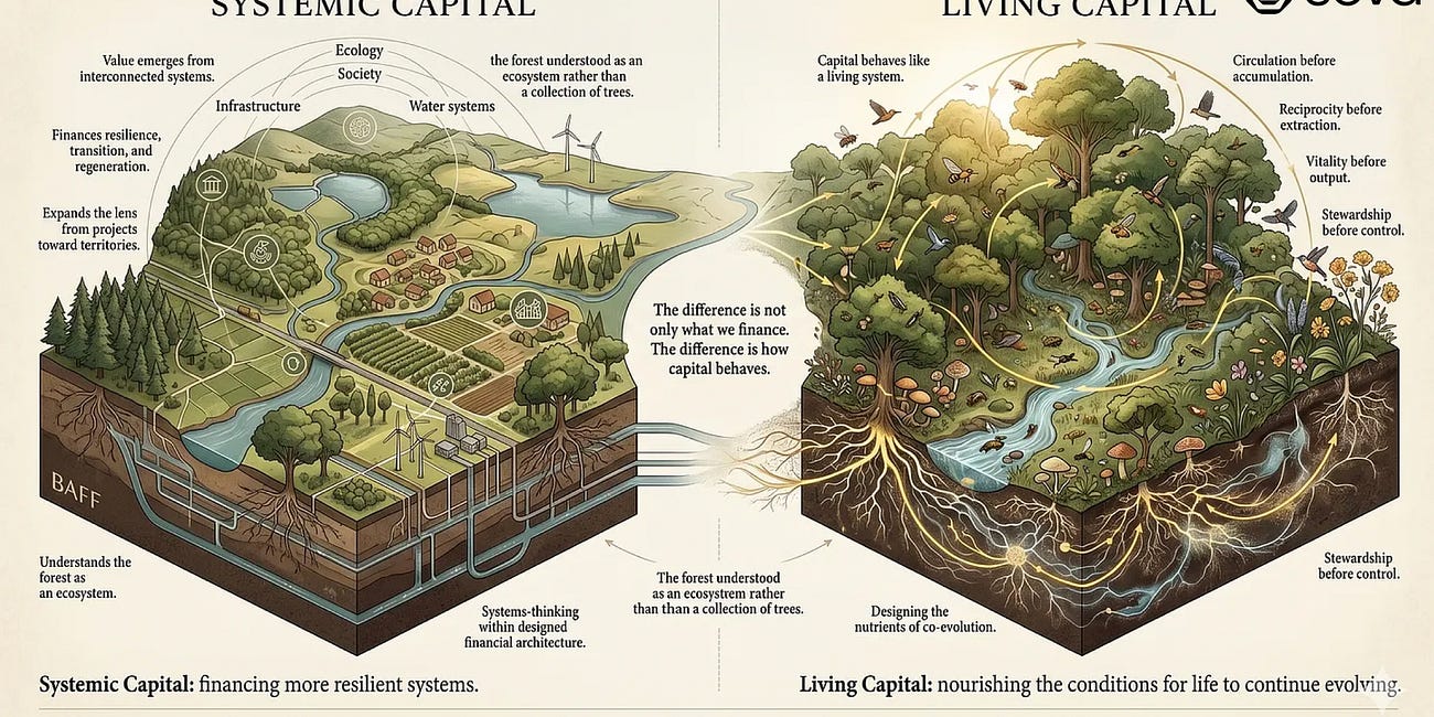 Beyond Systemic Capital: When Finance Learns to Behave Like a Forest