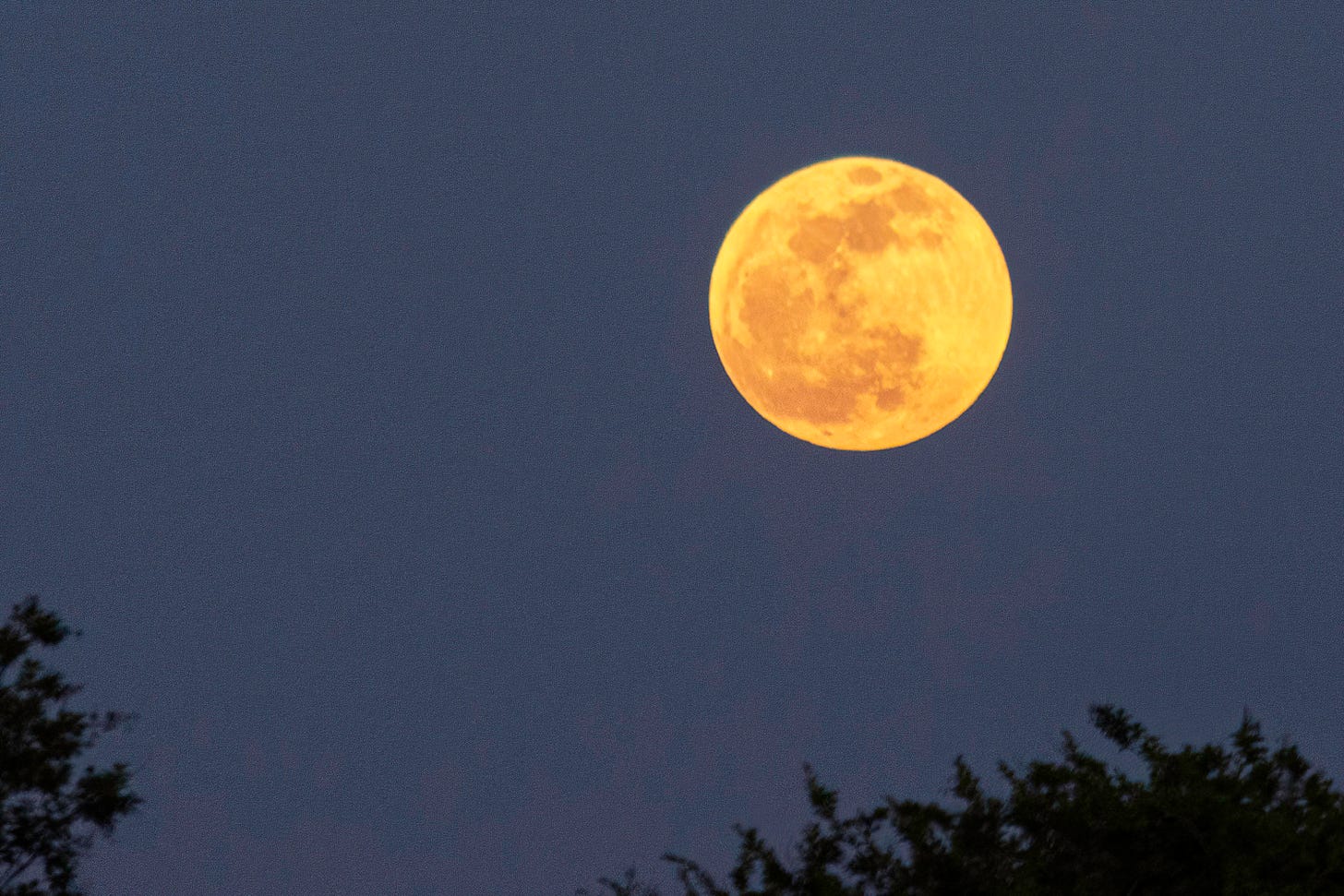 full moon against a deep blue sky with the tops of a tree in the lower right