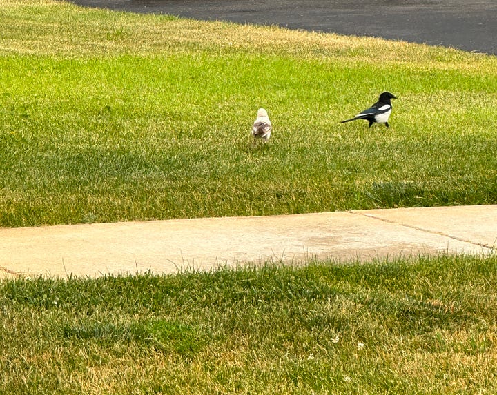 Picture of magpies, including a white one, on a lawn