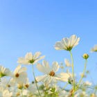 The Truth About Spring Cleaning Checklists