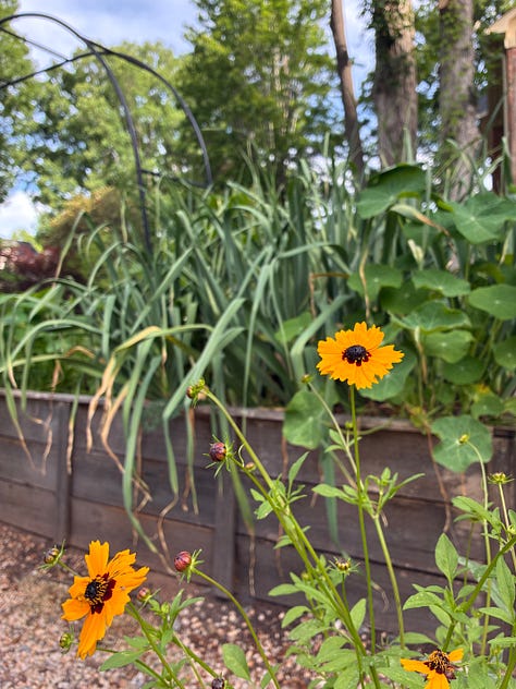 kitchen garden close ups