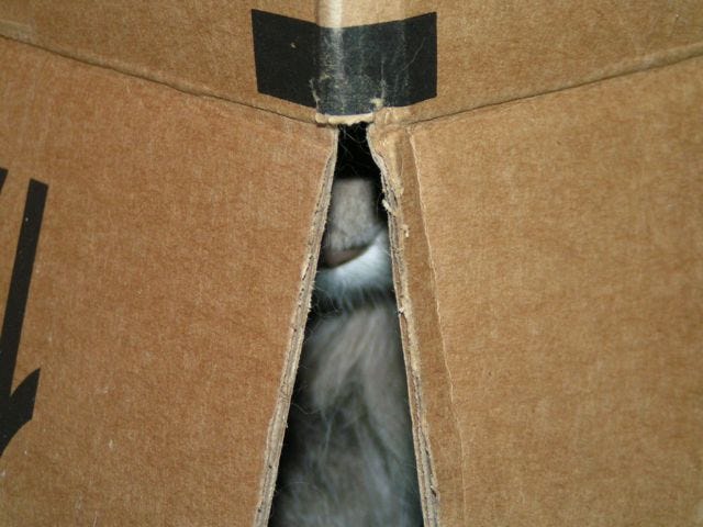 Kali Nose cats in boxes Kali Nose cats in boxes