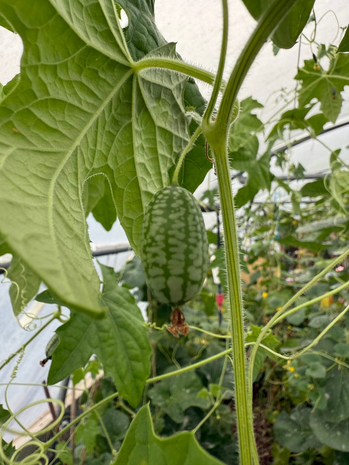 L-R: Cucamelon, Gala melon, Unknown Apple, San Marzano tomatoes