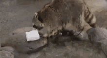 https://media.tenor.com/_7Fjti7kTzsAAAAM/raccoon-cute.gif