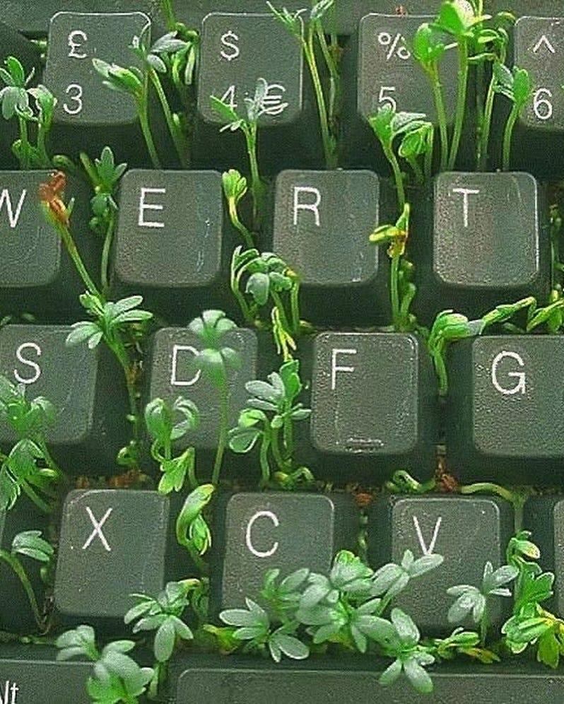 An Instagram  post added on Jun 25, 2024. The author is @hidden.ny. May present: plants growing in keyboard, computer keyboard, green, rectangle, terrestrial plant.