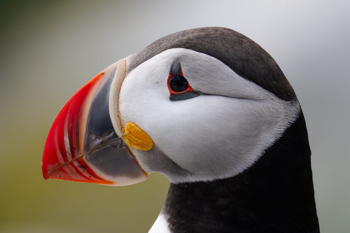 Stack Rocks Puffins The Puffins of Machias Seal Island - by Heather Moran