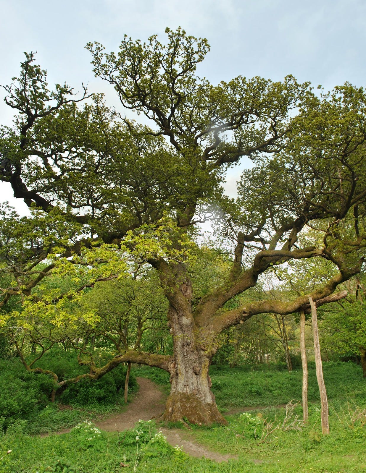:BirnamOak.jpg