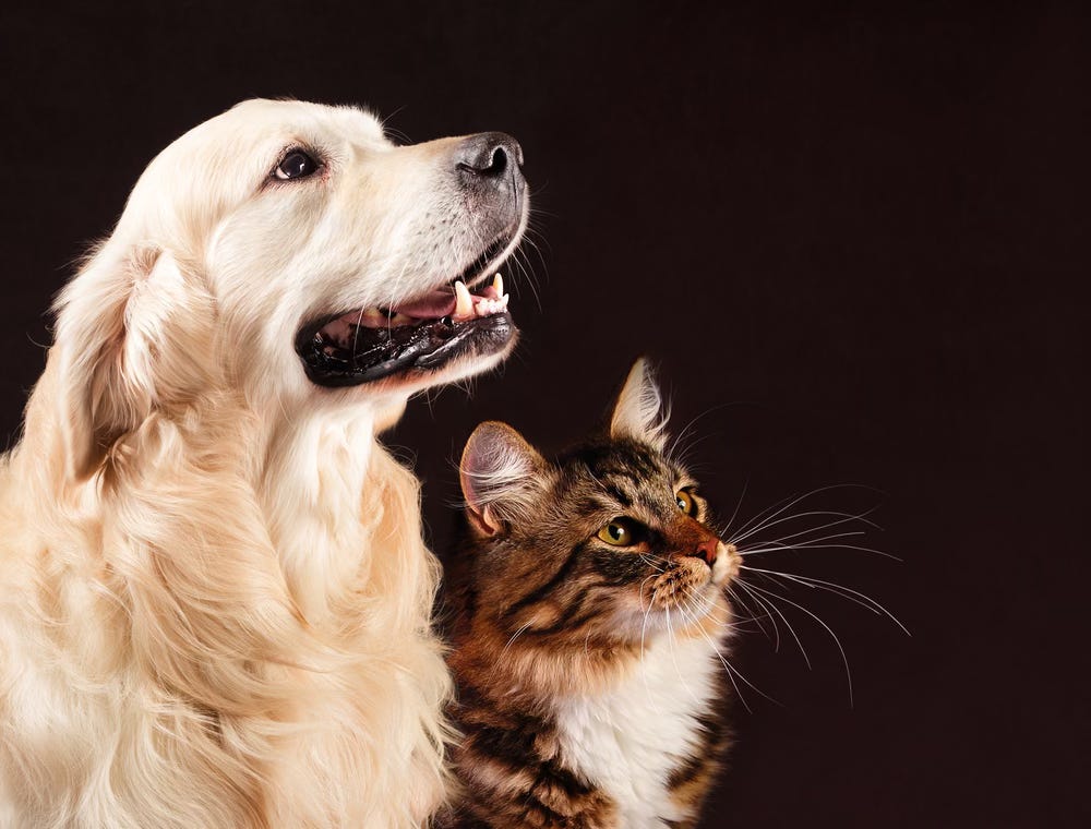 A dog and cat agsint a black background A dog and cat agsint a black background