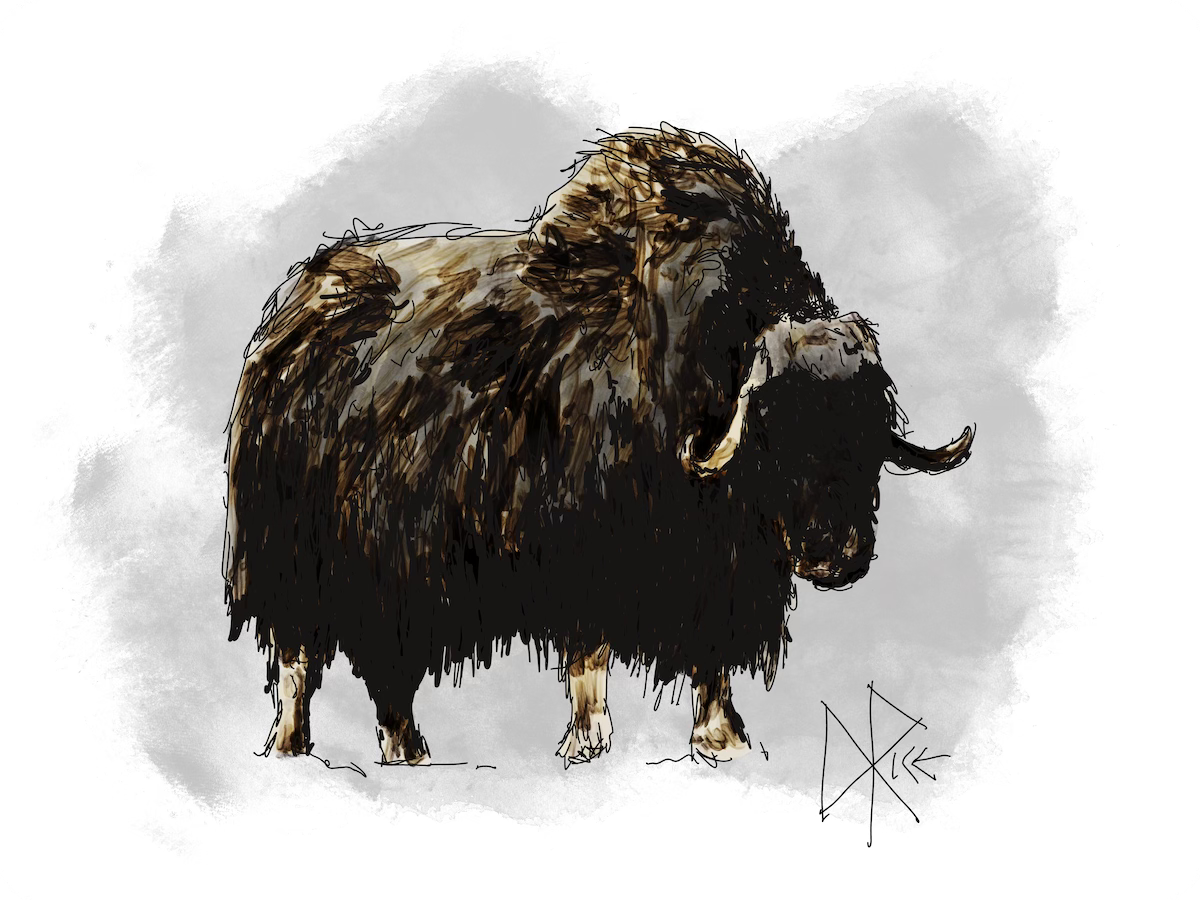 A muskox uses a hoof to kick at the tundra to loosen some grass and moss. Sketch art by Don Rice.