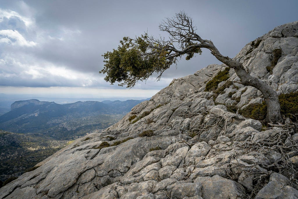 A resilient lone tree grows horizontally from a rocky mountainside, with half its branches covered in green leaves while others remain bare. The tree extends over a dramatic landscape of gray limestone rock formations, with distant mountains, valleys, and a cloudy sky in the background. The scene captures nature’s remarkable adaptability in harsh conditions. A resilient lone tree grows horizontally from a rocky mountainside, with half its branches covered in green leaves while others remain bare. The tree extends over a dramatic landscape of gray limestone rock formations, with distant mountains, valleys, and a cloudy sky in the background. The scene captures nature’s remarkable adaptability in harsh conditions.