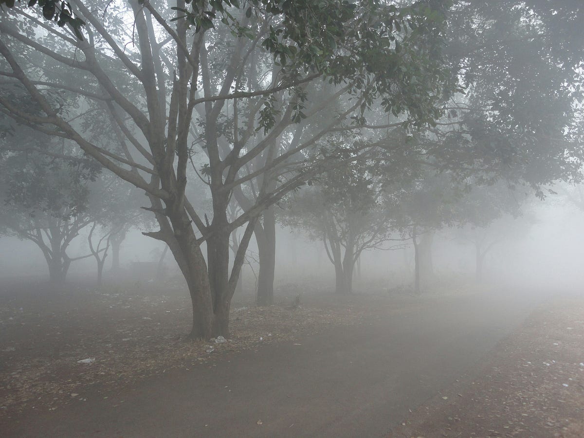 Thick fog along a walkway by trees in the early morning