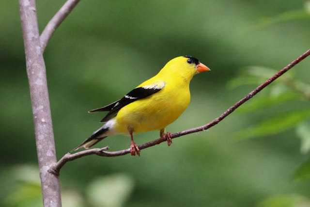 Bird on tree branch: Goldfinch, yellow body, orange beak, black cap, black wings with white stripes.