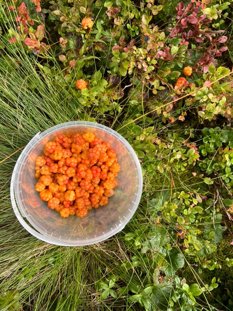 a bucket of cloudberries a bucket of cloudberries