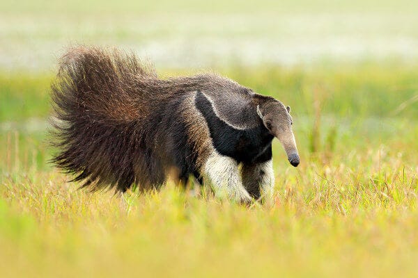 Fauna e Flora do Cerrado: características, exemplos, ameaças