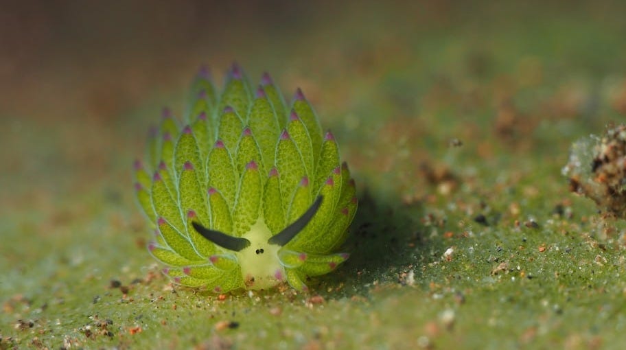 a close up of a green leaf with a bug crawling on it a close up of a green leaf with a bug crawling on it