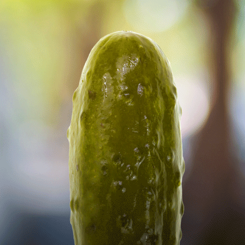 Image result for dill with it gif Image result for dill with it gif