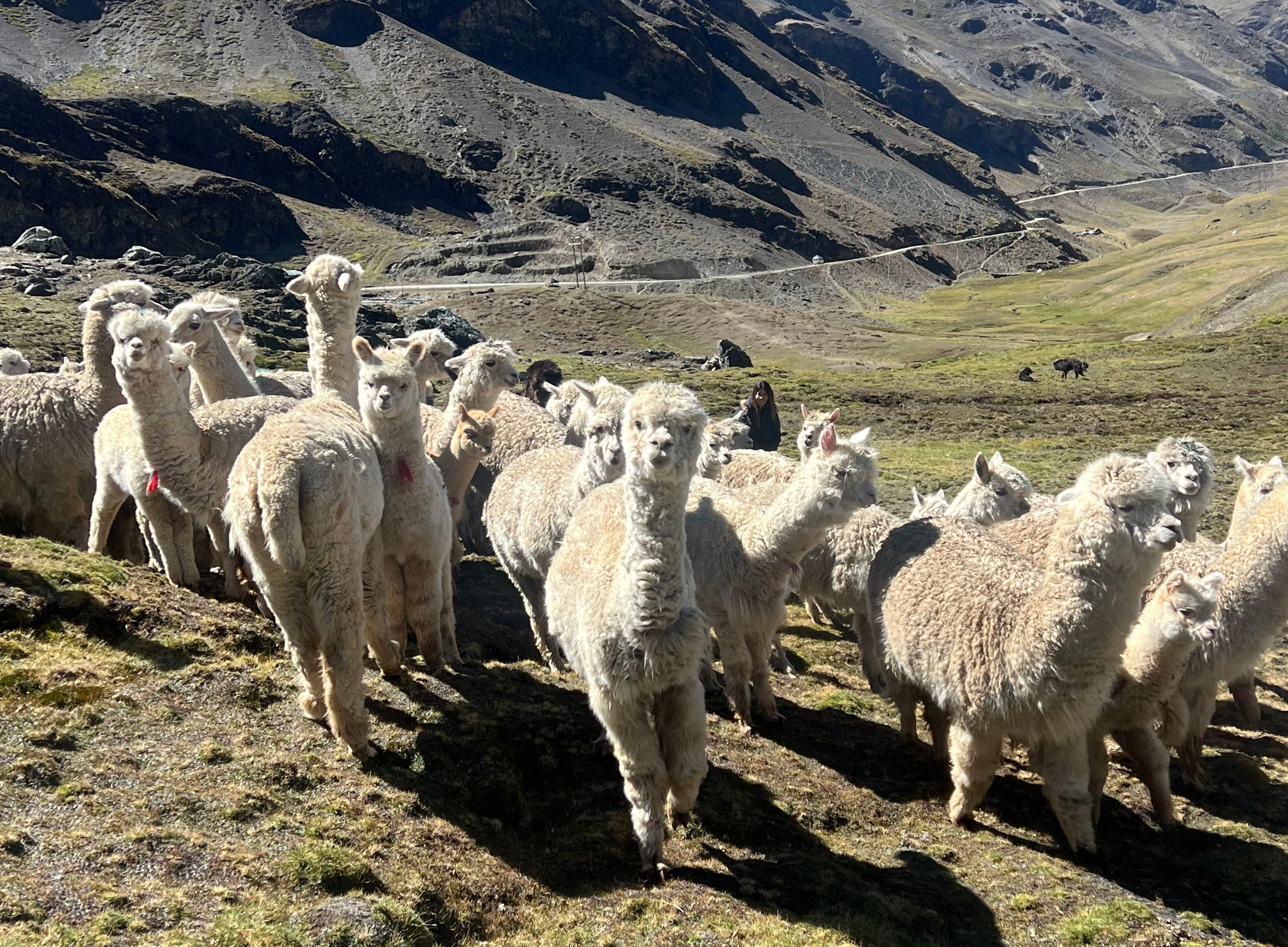 Navigating The Modern Alpaca Supply Chain