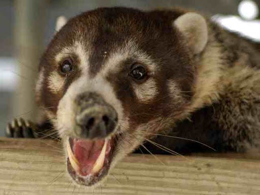 The Coatimundi a description