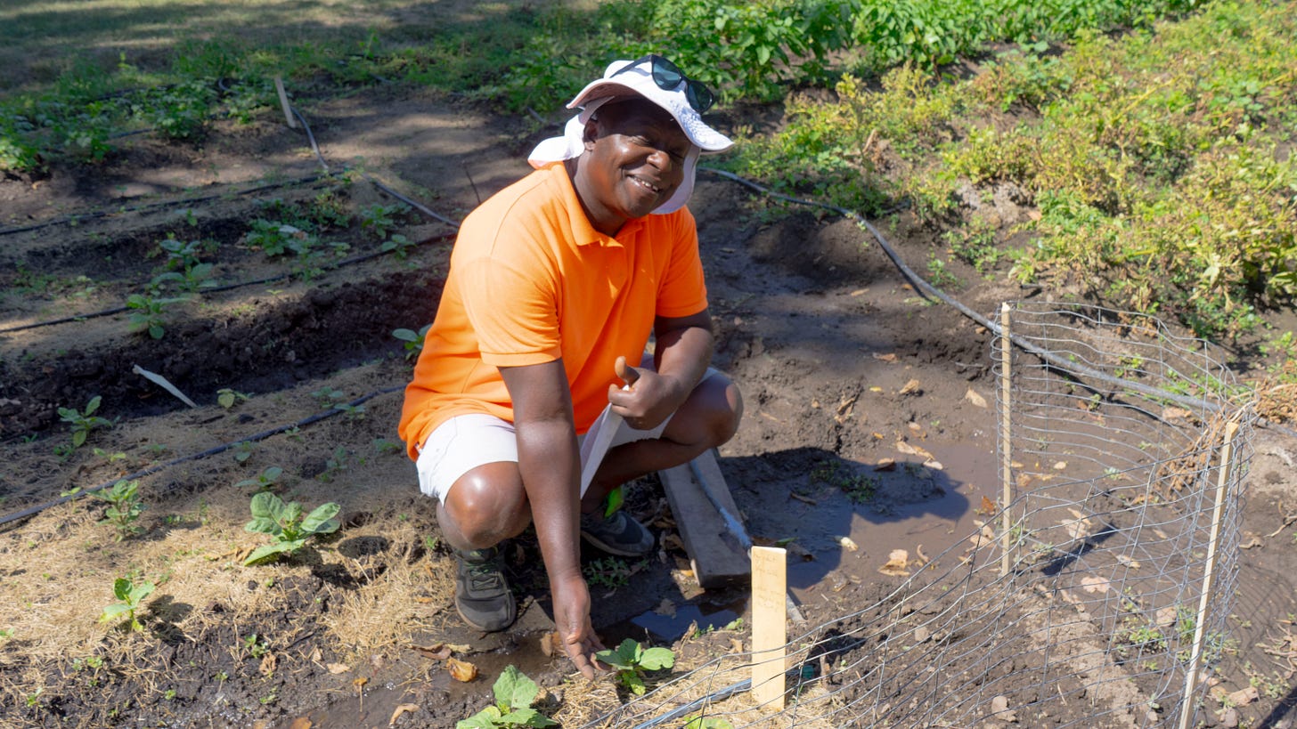 A man in an orange shirt and white hat kneeling down next to a fence as he points out a crop. 
