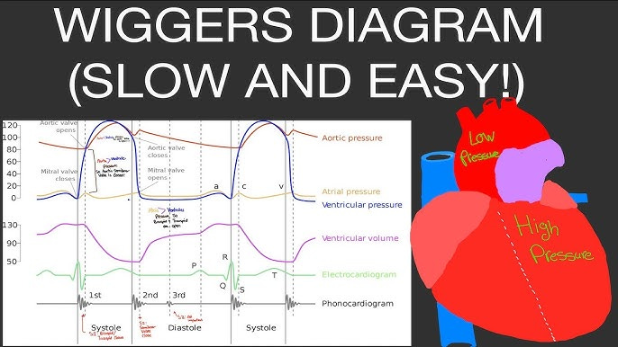 Physiology: Wiggers Diagram (Easiest Method to Understand It!) [Cardiac  Output Physiology]