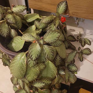 Planta Tapete
