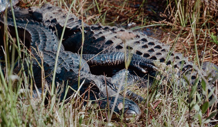Alligators in the Everglades National Park