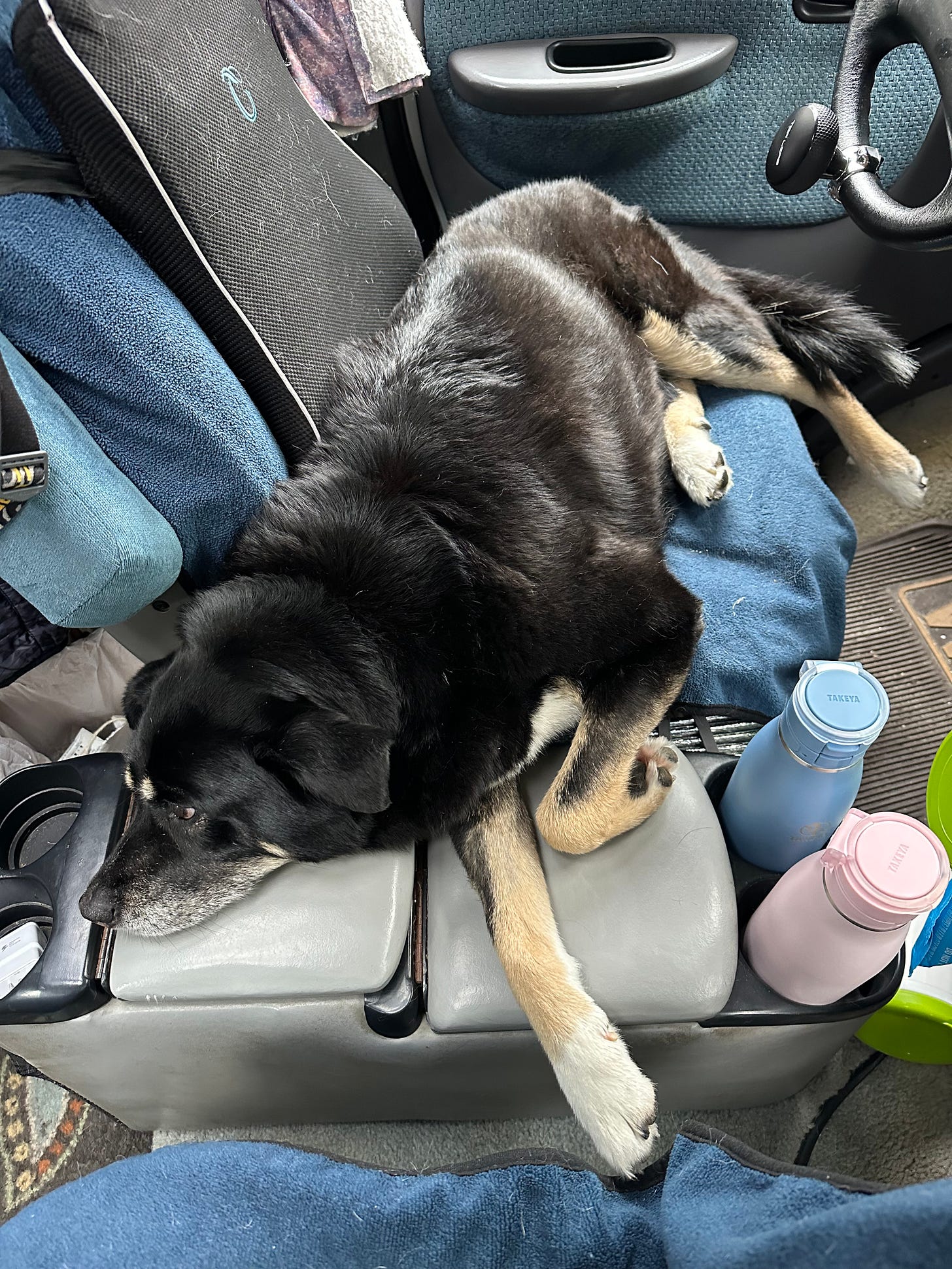Baxter sitting next to me in the van with her head on the console