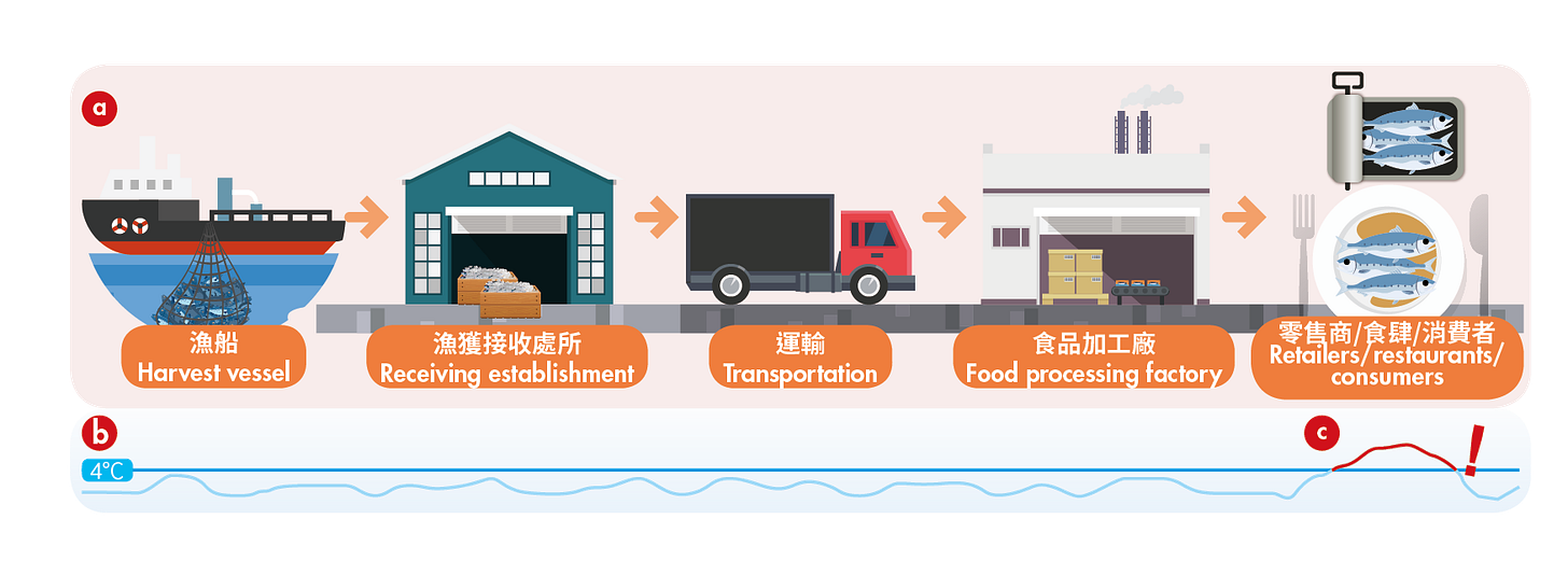Food chain from harvest to consumption