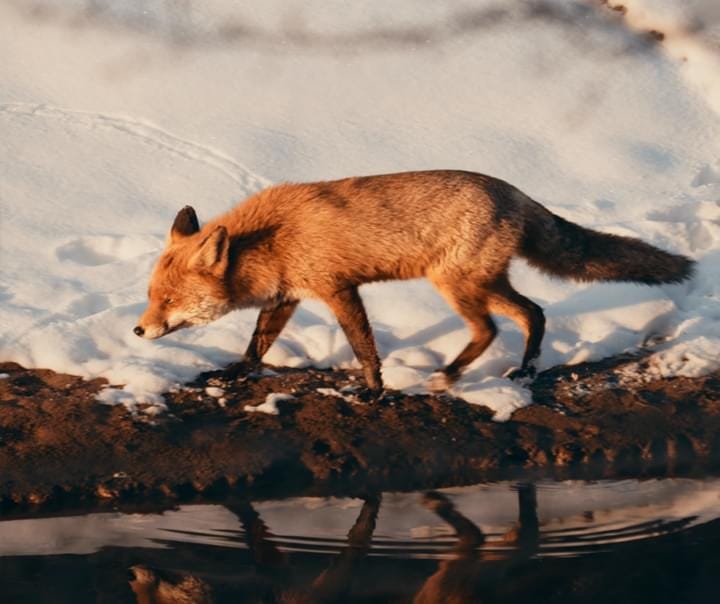 Reintroducing United by Nature - by Phillip Levin