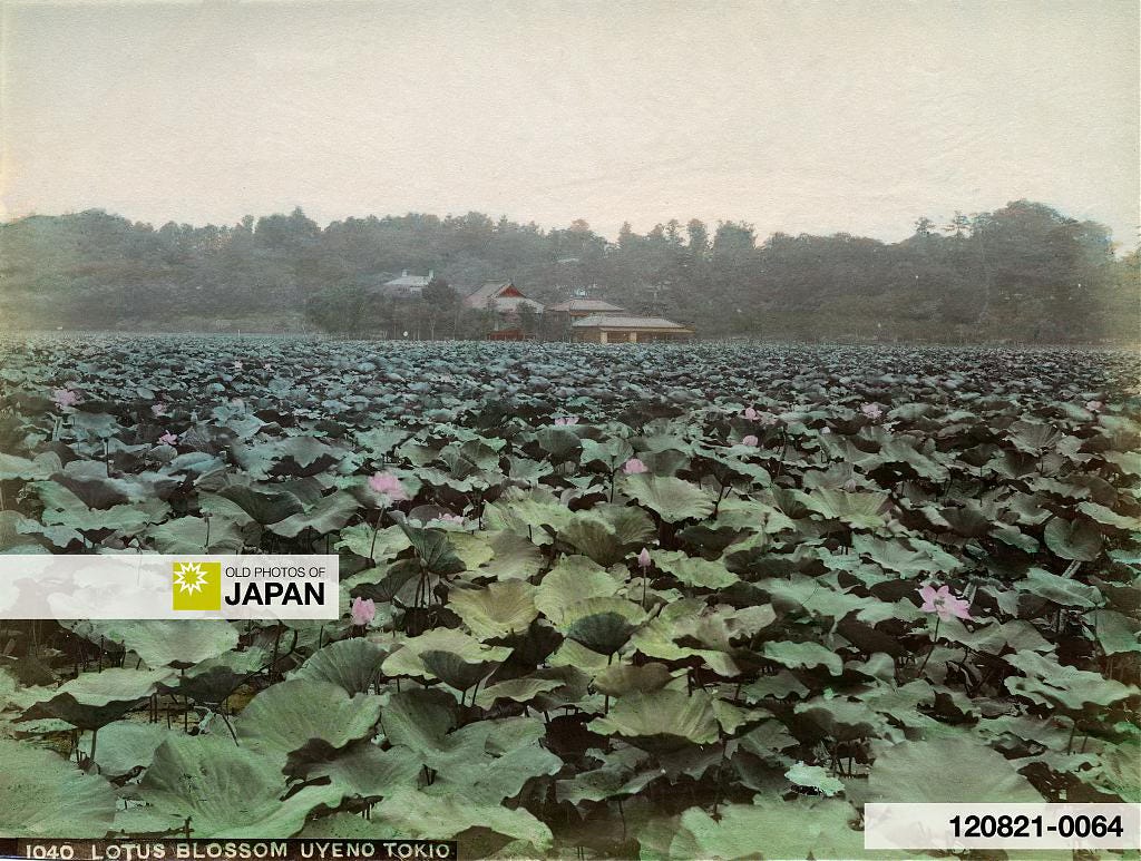 Lotus blossom in Shinobazu Pond, Ueno Park, Tokyo