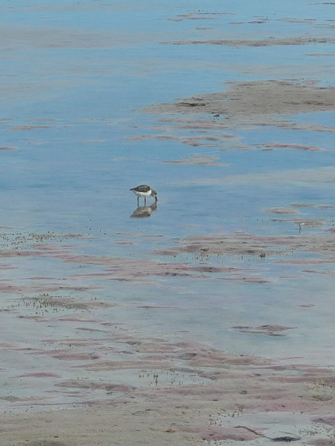 low tide at the bay, a herring gull and a semipalmated plover