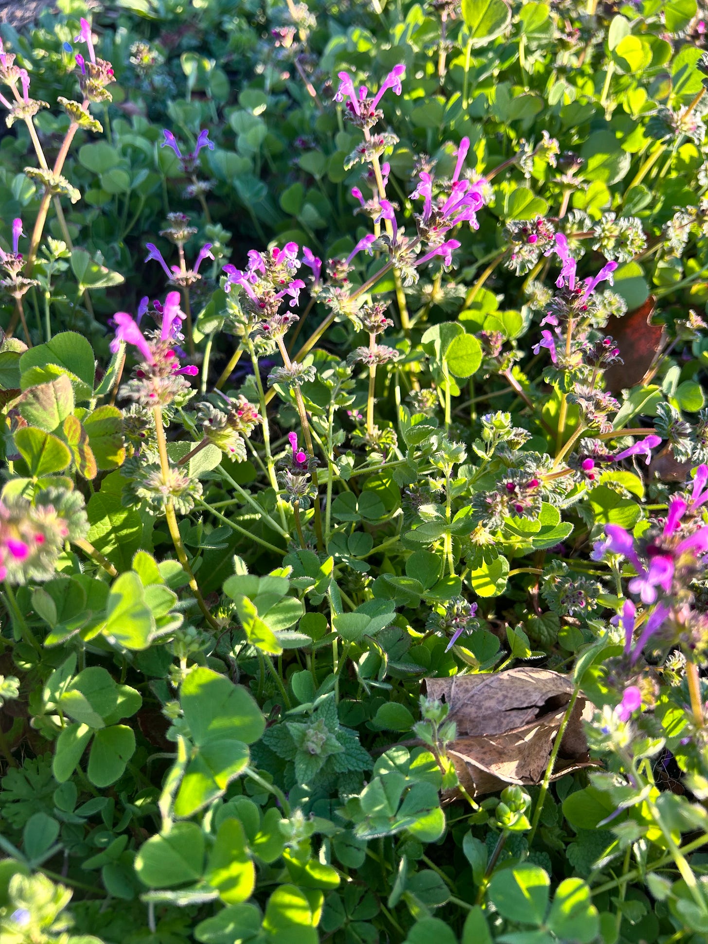 Purple henbit flowers grow in a field with clover. The flowers are tube shaped and the henbit leaves are round and scalloped.