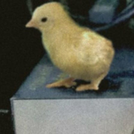 Substack profile picture for @cheep