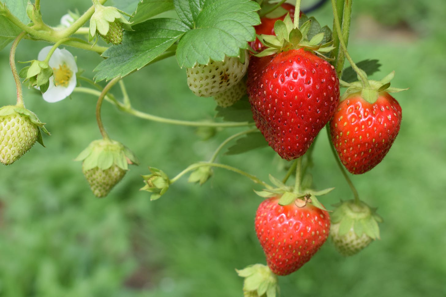 Strawberries on a vine Strawberries on a vine
