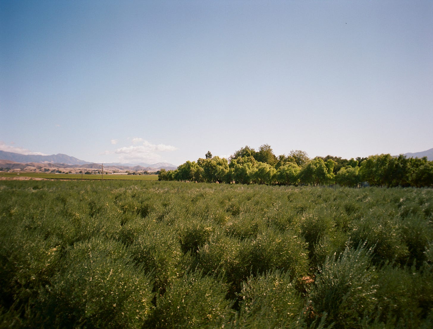 Inez Olive Oil farm from the top of the harvester