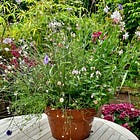 Not enough time to water your pots and containers?
