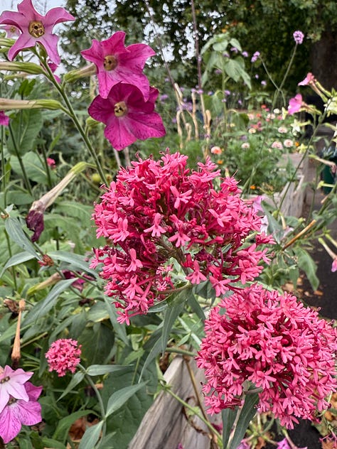 L-R: Mallow, Salvia, Nicotiana, Zinnia, Red Valerian, Sedum