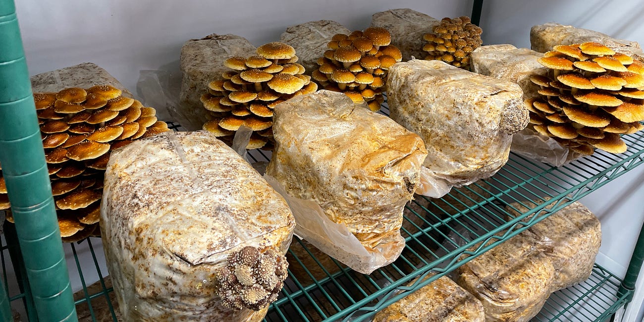 Exploring the Mushroom Boom: Growth, Benefits, and Challenges in the Global Edible Fungi Market