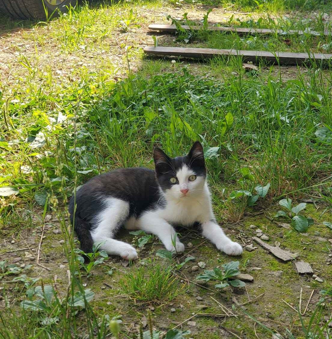 Cody, petit chaton noir et blanc est couché dans l’herbe à l’ombre. Il regarde l’objectif avec curiosité.