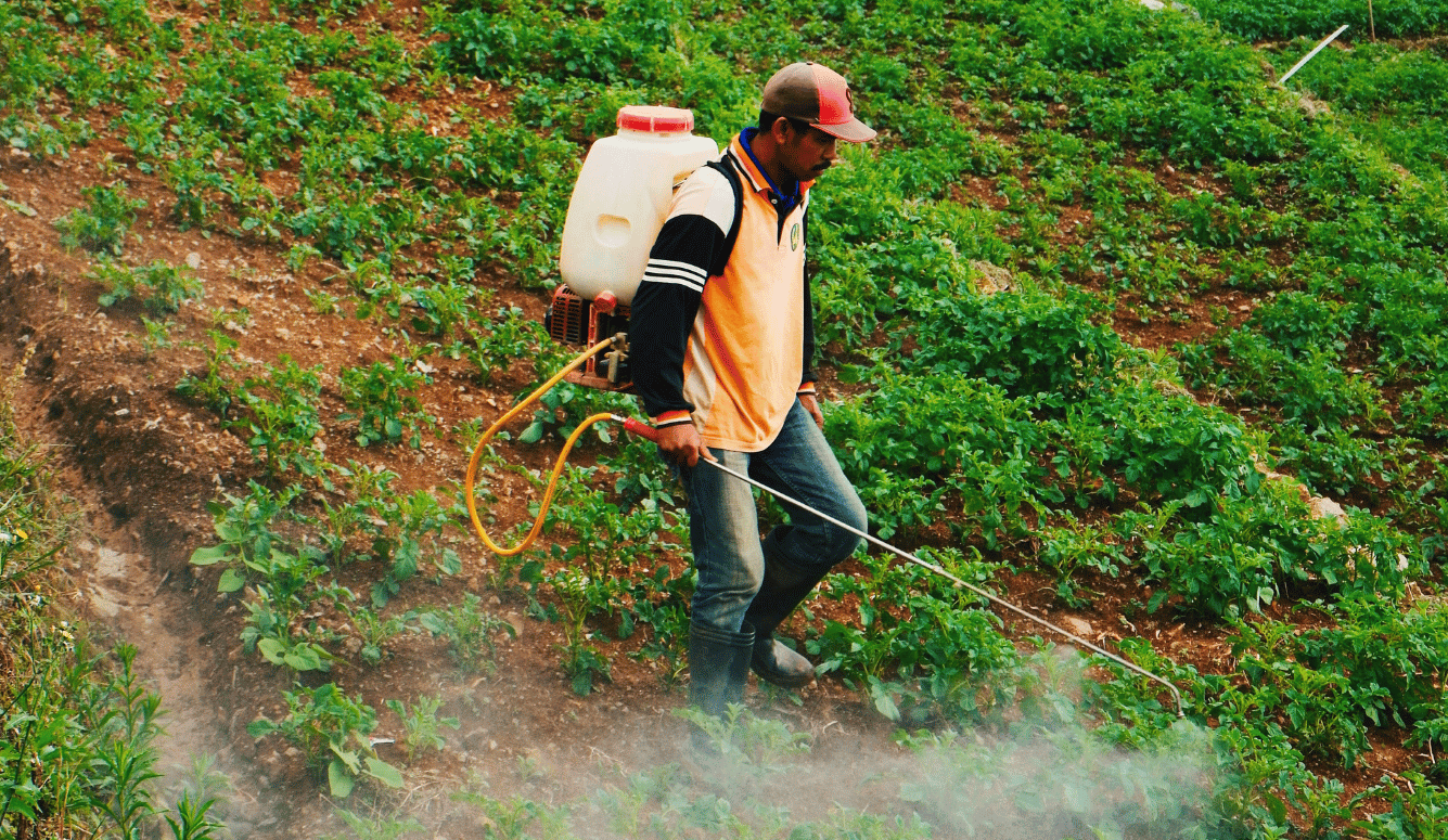 A farmer walks between rows of crops, spraying pesticide from a backpack sprayer with a wand, amid mist rising from the ground. A farmer walks between rows of crops, spraying pesticide from a backpack sprayer with a wand, amid mist rising from the ground.