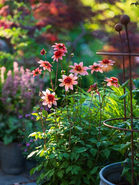 Pollinator plants throughout the season