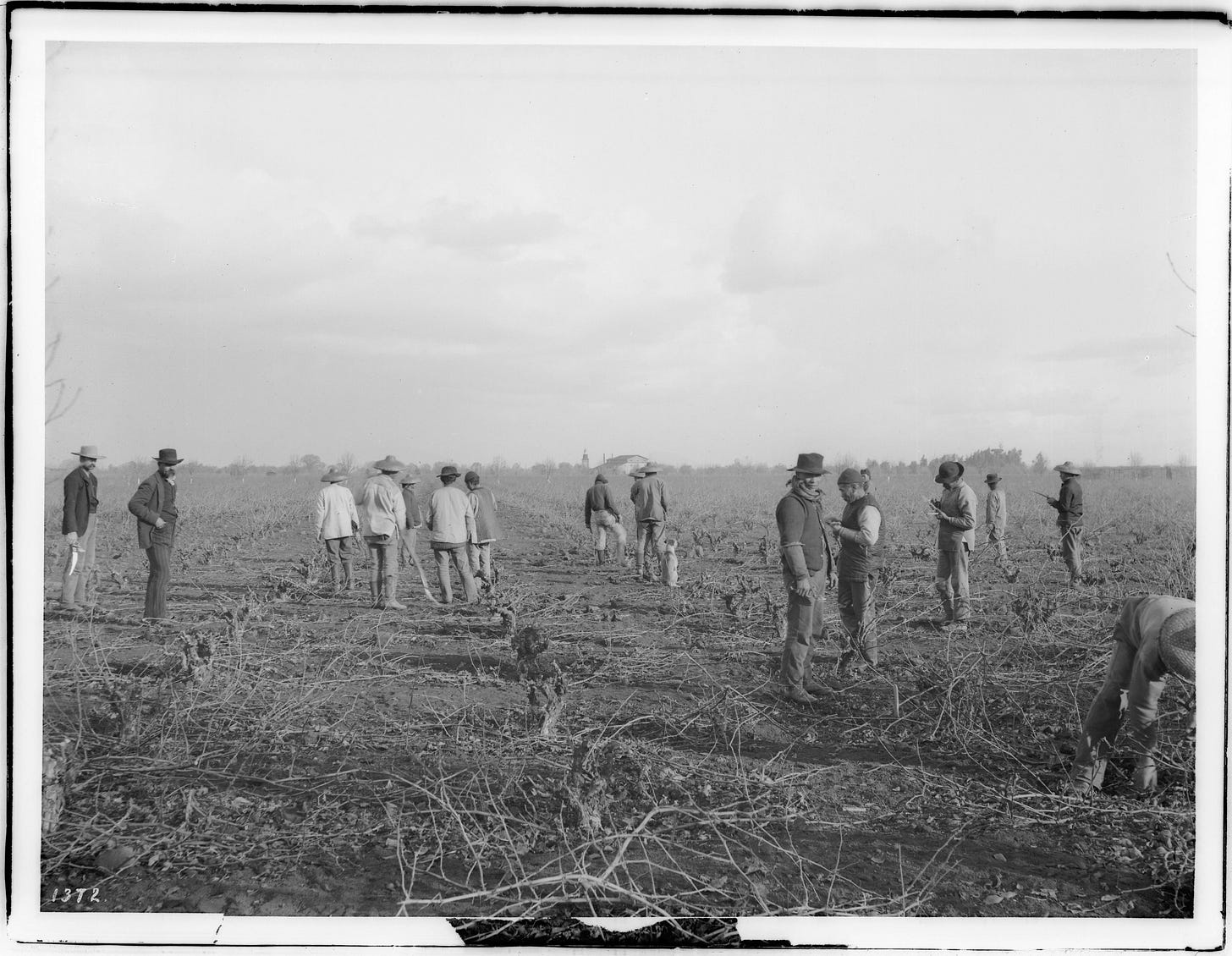 Chinese immigrant farm workers pruning a California vineyard around 1900, with landowners standing at the edge of the field. Chinese immigrant farm workers pruning a California vineyard around 1900, with landowners standing at the edge of the field.