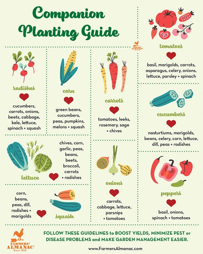 Companion planting chart illustrated with many plant pairings.