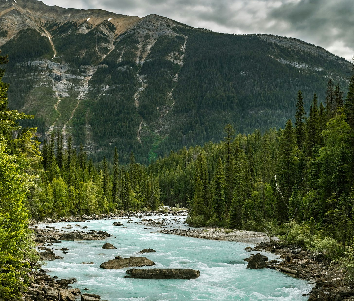 green pine trees near body of water during daytime