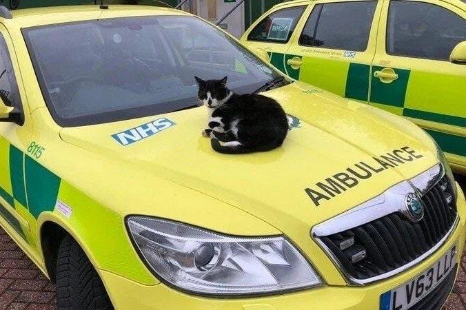 A cat named Defib was spared from eviction at the London Ambulance Service Station where he has lived for 16 years. Photo by Defib The Cat/Change.org