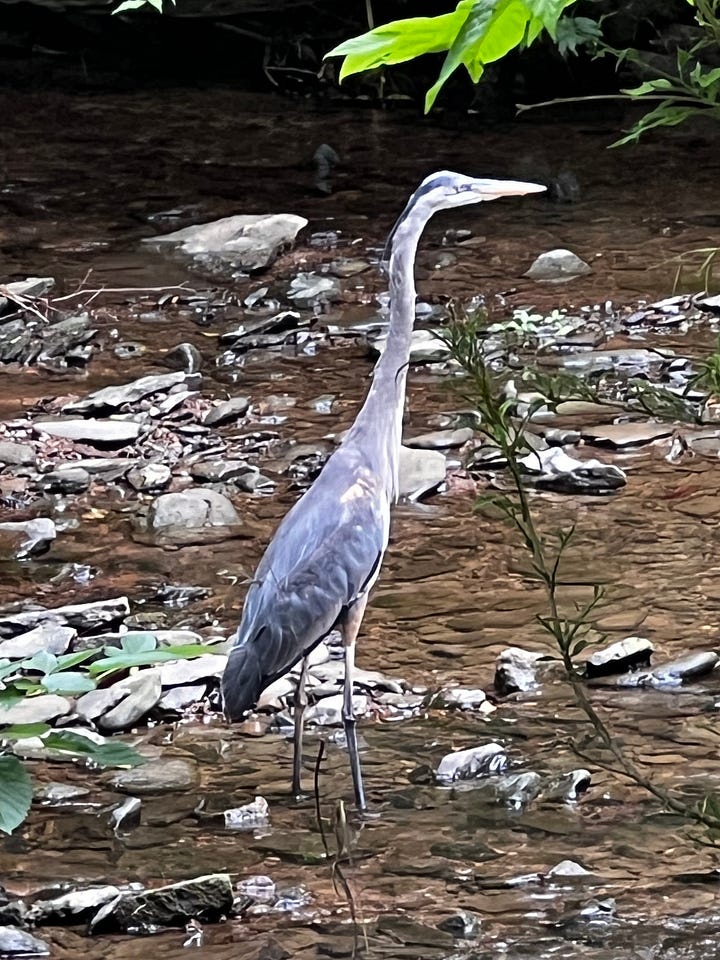 a heron in the water and a hawk in a tree