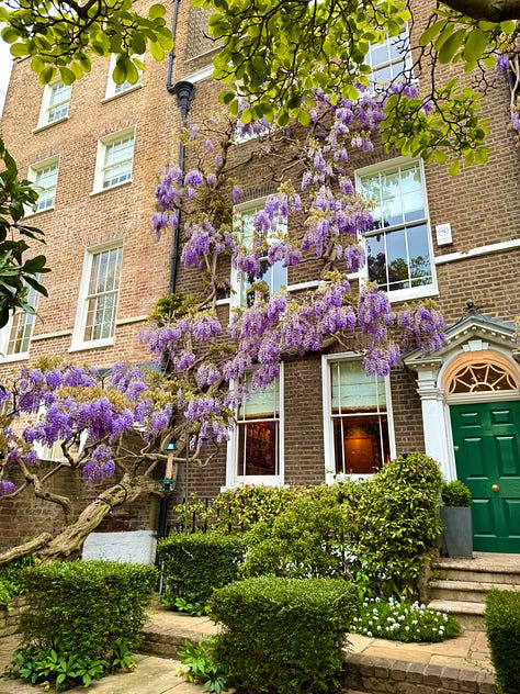 Wisteria in full bloom on buildings in London. Alicia, in her power wheelchair, drives in front of one image with wisteria behind her.
