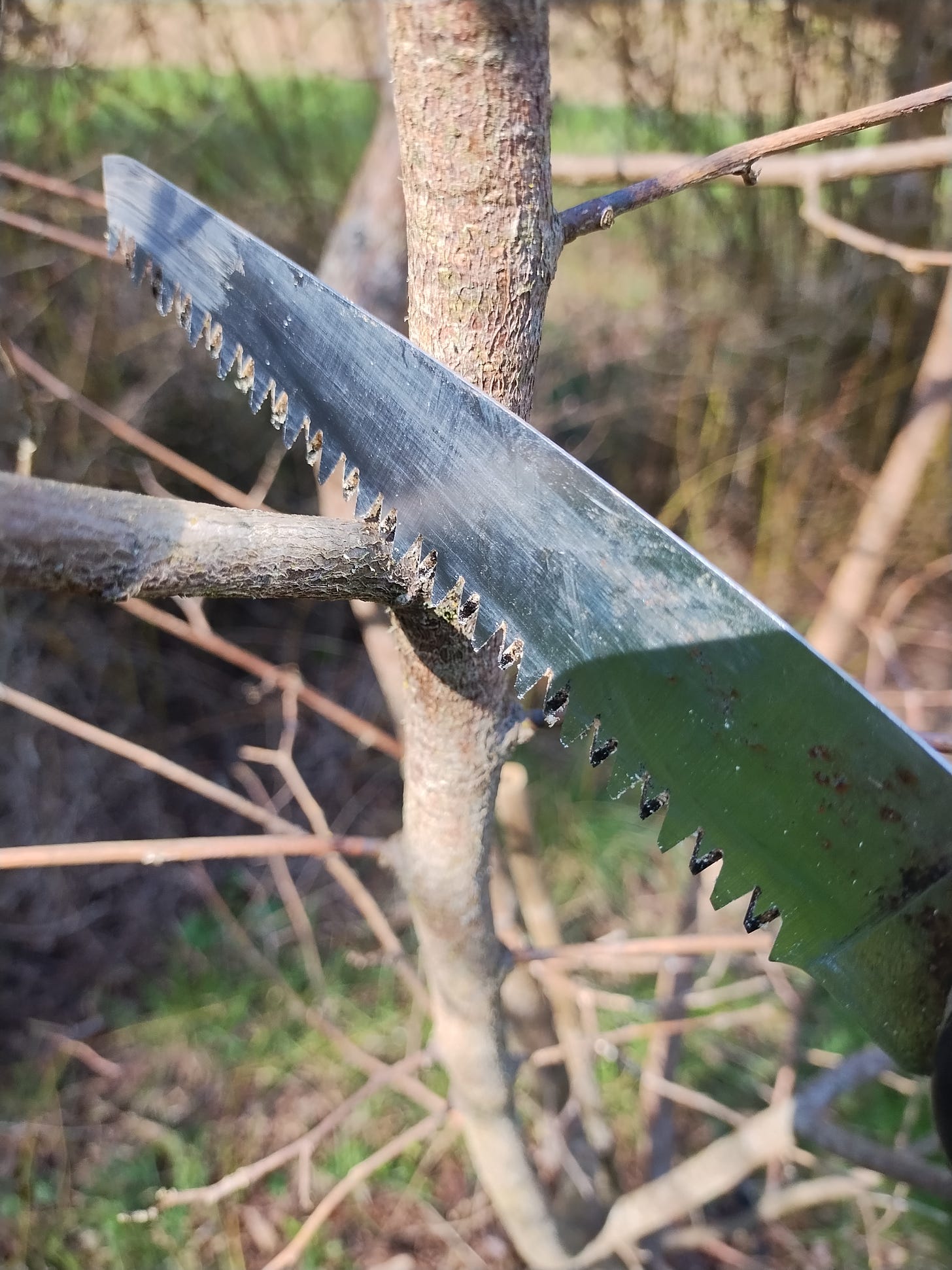 Hand saw removing a fruit tree branch at the branch collar, demonstrating a thinning cut used in pruning.