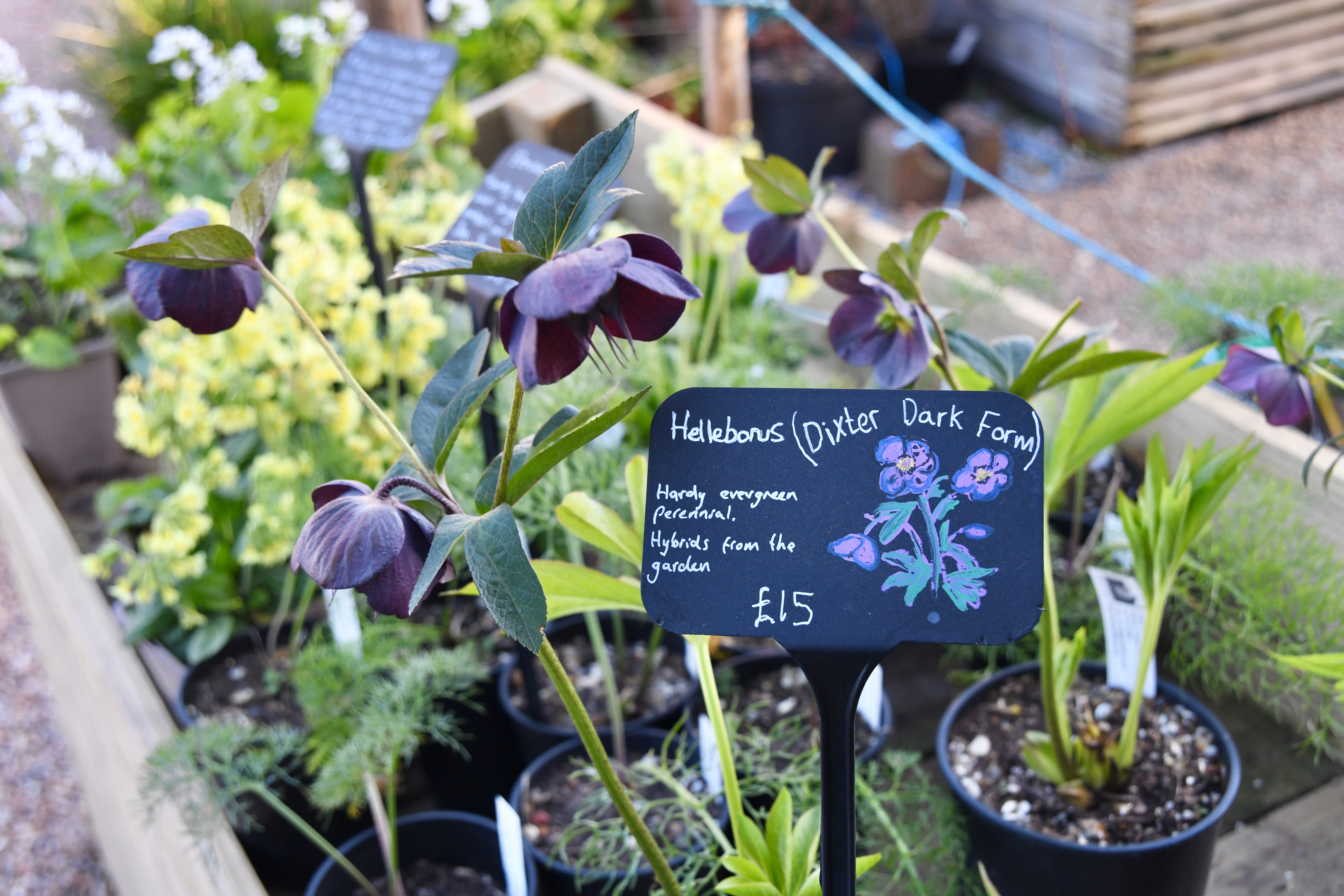 Visiting Great Dixter's Spring Plant Fair, East Sussex